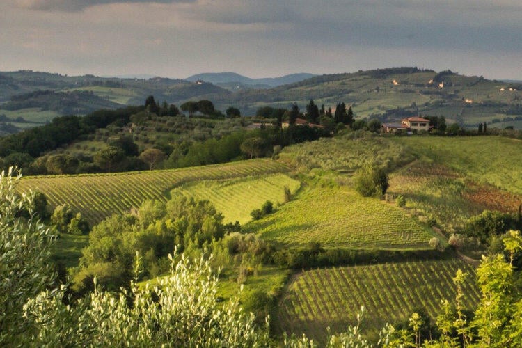Tuscany Truffle Hunt