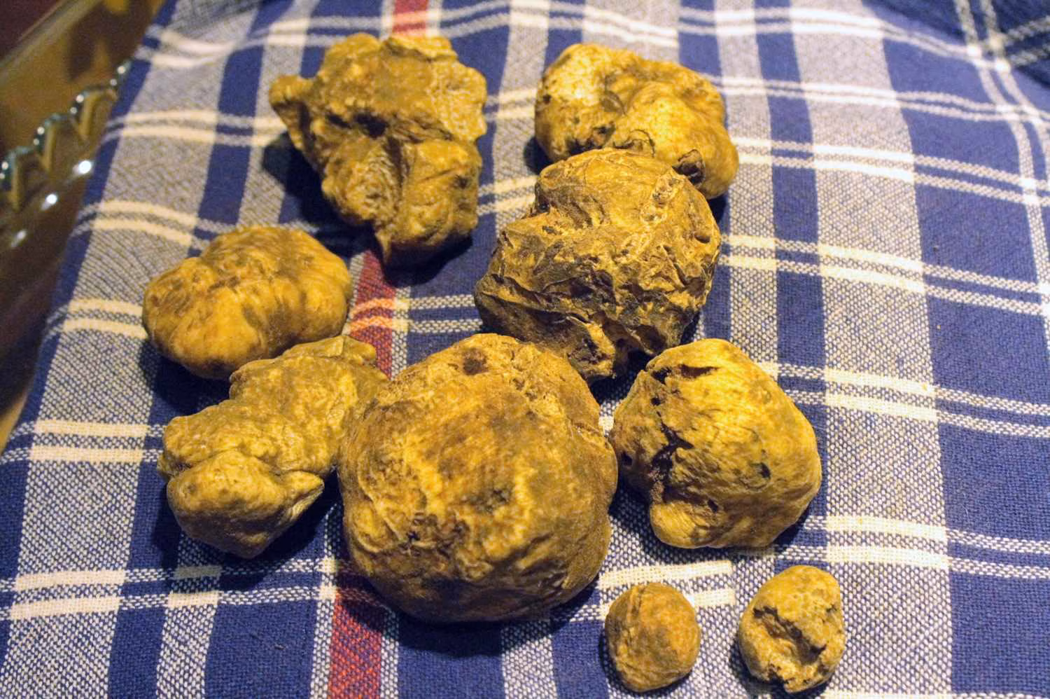 White_truffles_Florence_winter