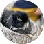 Robert Anderson Avatar